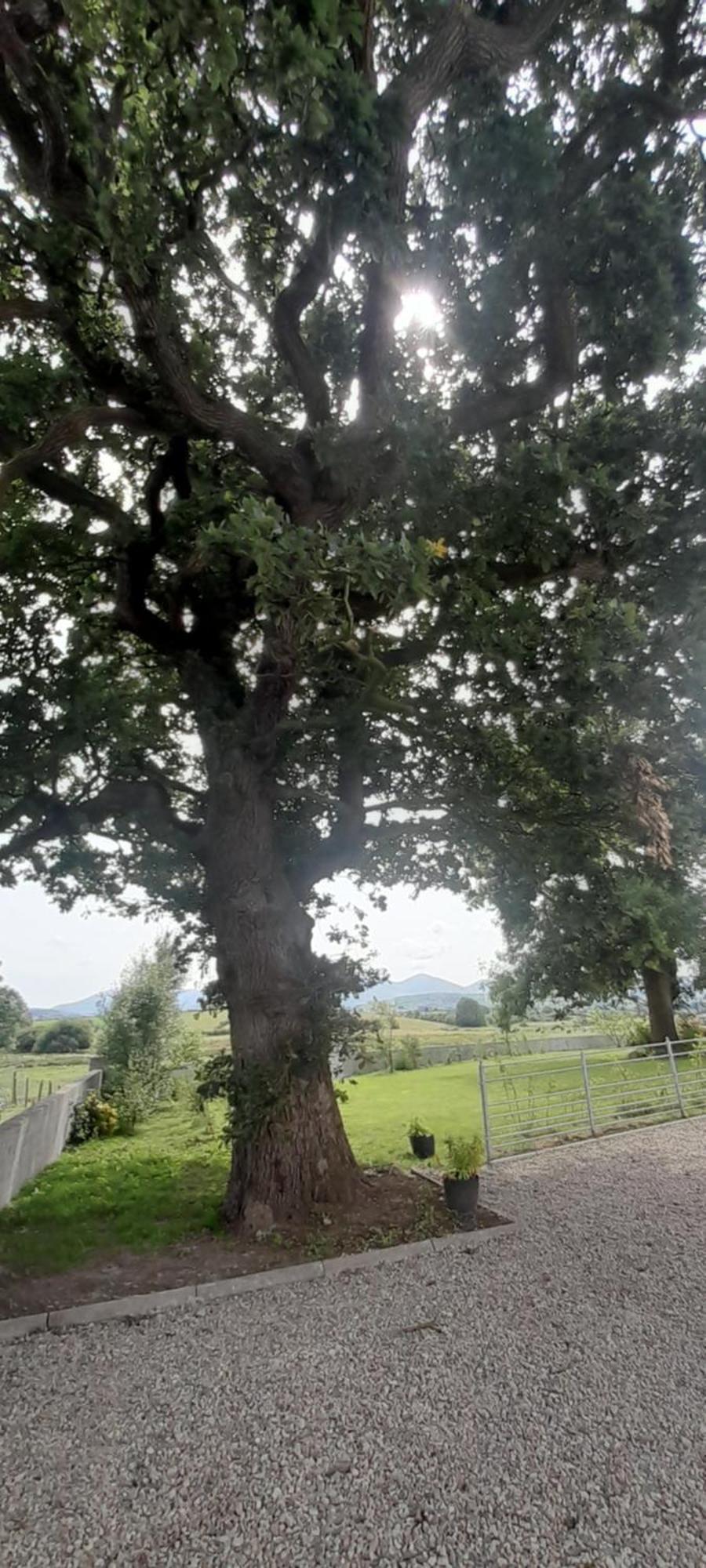 Villa Oaktree Manor Castlewellan Exterior foto